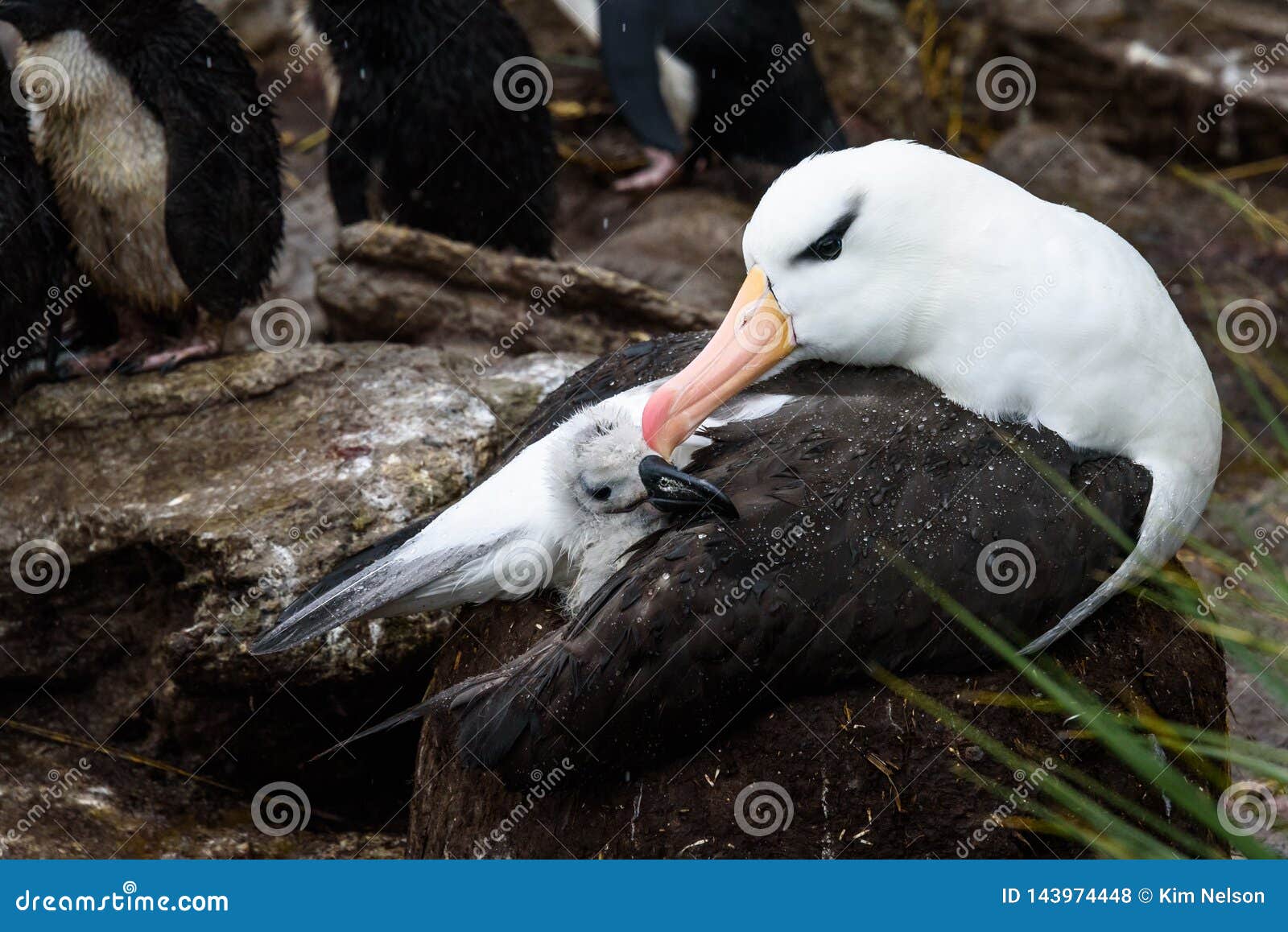 touching moment with black-browed albatross chick under adultÃ¢â¬â¢s wing on mud and grass nest, albatross and penguin rookery, falkl